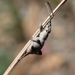 Merimnetes oblongus (Radiata pine shoot weevil) at Aranda Bushland - 8 Nov 2021 by CathB