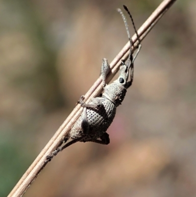 Merimnetes oblongus (Radiata pine shoot weevil) at Aranda Bushland - 8 Nov 2021 by CathB