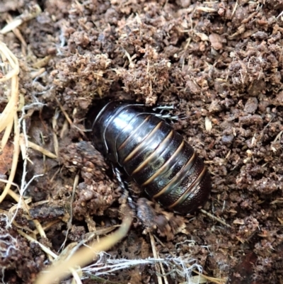 Panesthia australis (Common wood cockroach) at Cook, ACT - 9 Nov 2021 by CathB