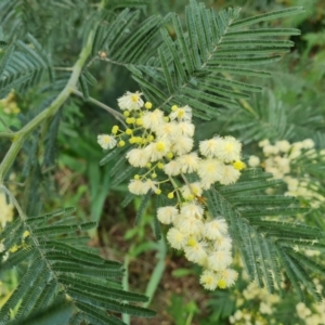 Acacia mearnsii at Isaacs, ACT - 15 Nov 2021