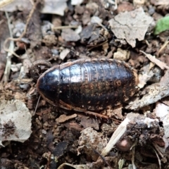 Calolampra sp. (genus) (Bark cockroach) at Cook, ACT - 9 Nov 2021 by CathB