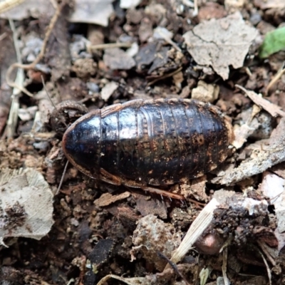Calolampra sp. (genus) (Bark cockroach) at Cook, ACT - 9 Nov 2021 by CathB