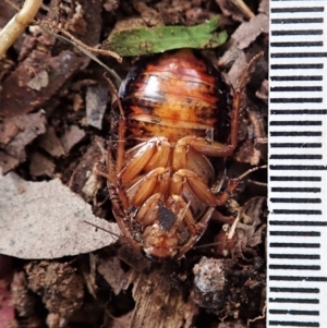 Calolampra sp. (genus) at Cook, ACT - 9 Nov 2021