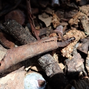 Oecophoridae (family) at Cook, ACT - suppressed