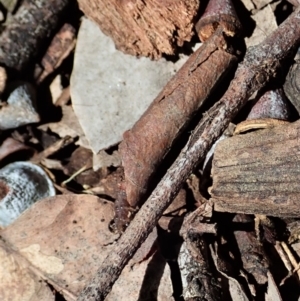 Oecophoridae (family) at Cook, ACT - suppressed