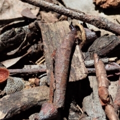 Oecophoridae (family) at Cook, ACT - suppressed