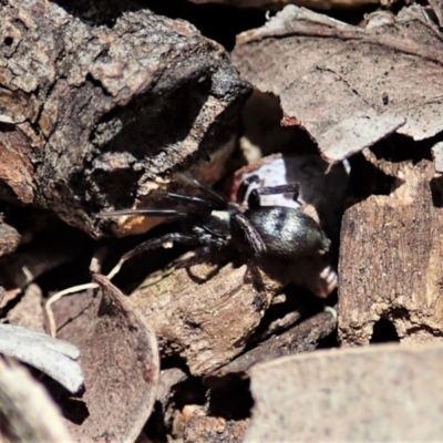 Unidentified Other hunting spider at Cook, ACT - 11 Nov 2021 by CathB