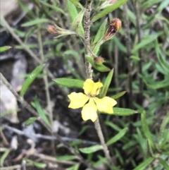 Goodenia heterophylla (Variable-leaved Goodenia) at Bundanoon - 13 Nov 2021 by Tapirlord
