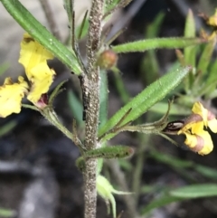 Goodenia heterophylla at Bundanoon, NSW - 14 Nov 2021