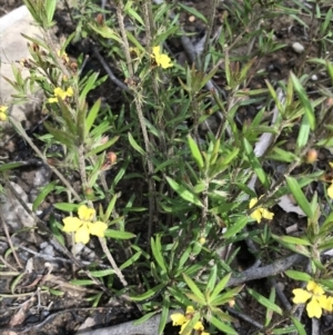 Goodenia heterophylla at Bundanoon, NSW - 14 Nov 2021 10:35 AM