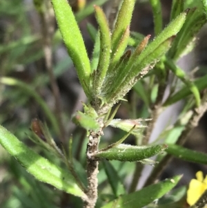 Goodenia heterophylla at Bundanoon, NSW - 14 Nov 2021