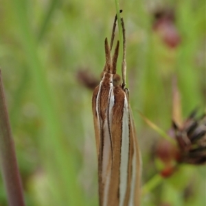 Hednota bivittella at Cook, ACT - 11 Nov 2021