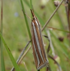 Hednota bivittella at Cook, ACT - 11 Nov 2021