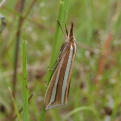 Hednota bivittella at Cook, ACT - 11 Nov 2021