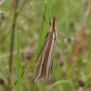 Hednota bivittella at Cook, ACT - 11 Nov 2021