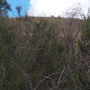 Merops ornatus at Stromlo, ACT - 15 Nov 2021