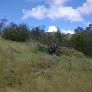 Merops ornatus at Stromlo, ACT - 15 Nov 2021 04:27 PM