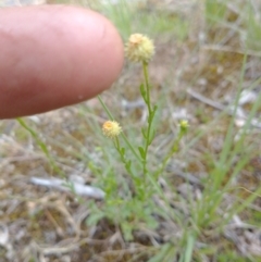 Calotis lappulacea (Yellow Burr Daisy) at Stromlo, ACT - 15 Nov 2021 by RichardMilner