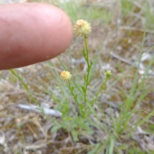 Calotis lappulacea at Stromlo, ACT - 15 Nov 2021