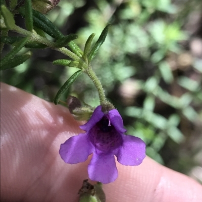 Prostanthera howelliae at Morton National Park - 13 Nov 2021 by Tapirlord