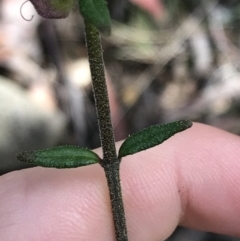 Prostanthera howelliae at Bundanoon, NSW - 14 Nov 2021