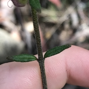 Prostanthera howelliae at Bundanoon, NSW - 14 Nov 2021