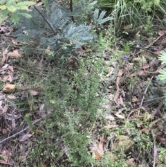 Prostanthera howelliae at Bundanoon, NSW - 14 Nov 2021 10:37 AM