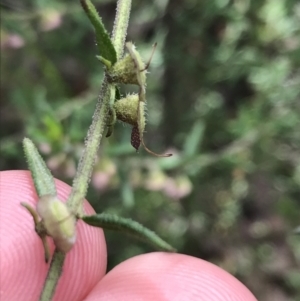 Prostanthera howelliae at Bundanoon, NSW - 14 Nov 2021