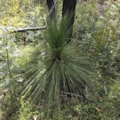 Xanthorrhoea australis (Austral Grass Tree, Kangaroo Tails) at Bundanoon, NSW - 14 Nov 2021 by Tapirlord
