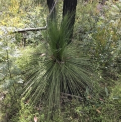 Xanthorrhoea glauca subsp. angustifolia (Grey Grass-tree) at Bundanoon, NSW - 13 Nov 2021 by Tapirlord