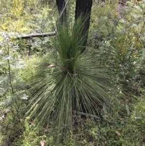 Xanthorrhoea australis at Bundanoon, NSW - suppressed