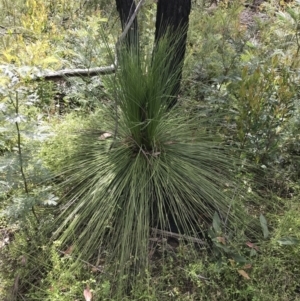 Xanthorrhoea glauca subsp. angustifolia at Bundanoon, NSW - 14 Nov 2021