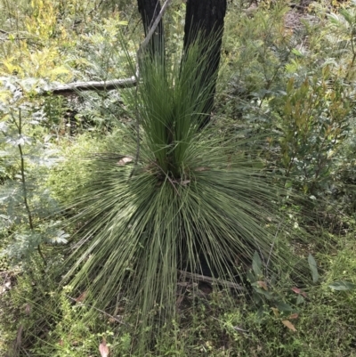 Xanthorrhoea glauca subsp. angustifolia (Grey Grass-tree) at Bundanoon - 13 Nov 2021 by Tapirlord