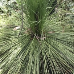 Xanthorrhoea australis at Bundanoon, NSW - suppressed