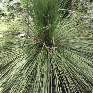 Xanthorrhoea glauca subsp. angustifolia at Bundanoon, NSW - 14 Nov 2021