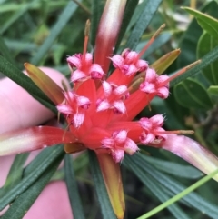 Lambertia formosa (Mountain Devil) at Bundanoon, NSW - 13 Nov 2021 by Tapirlord