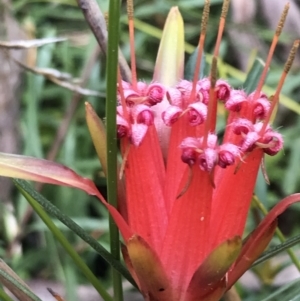 Lambertia formosa at Bundanoon, NSW - 14 Nov 2021 10:39 AM