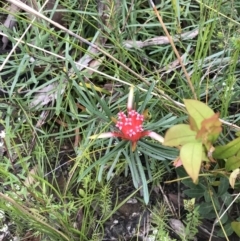 Lambertia formosa at Bundanoon, NSW - 14 Nov 2021 10:39 AM