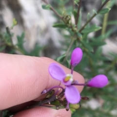 Comesperma ericinum (Heath Milkwort) at Bundanoon - 13 Nov 2021 by Tapirlord