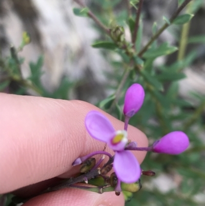 Comesperma ericinum (Heath Milkwort) at Bundanoon - 14 Nov 2021 by Tapirlord