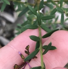 Comesperma ericinum at Bundanoon, NSW - 14 Nov 2021
