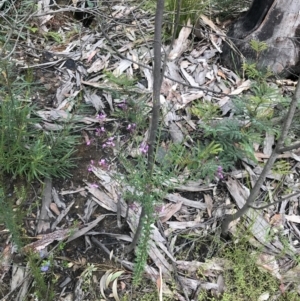 Comesperma ericinum at Bundanoon, NSW - 14 Nov 2021