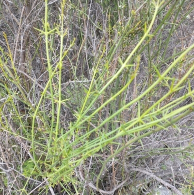 Discaria pubescens (Australian Anchor Plant) at Stromlo, ACT - 15 Nov 2021 by RichardMilner