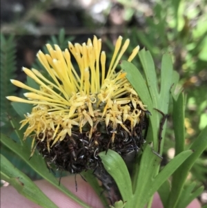 Isopogon anemonifolius at Bundanoon, NSW - suppressed