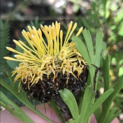 Isopogon anemonifolius (Common Drumsticks) at Bundanoon - 14 Nov 2021 by Tapirlord