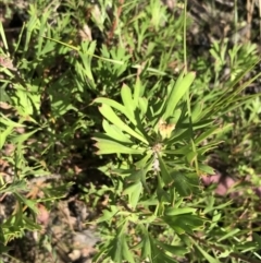 Isopogon anemonifolius at Bundanoon, NSW - 14 Nov 2021