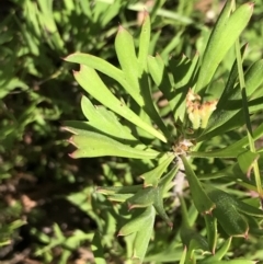 Isopogon anemonifolius at Bundanoon, NSW - suppressed