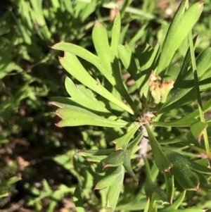 Isopogon anemonifolius at Bundanoon, NSW - suppressed