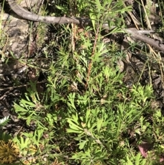 Isopogon anemonifolius at Bundanoon, NSW - 14 Nov 2021