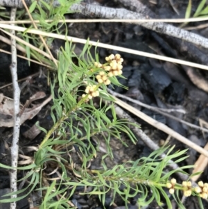 Lomandra obliqua at Bundanoon, NSW - 14 Nov 2021